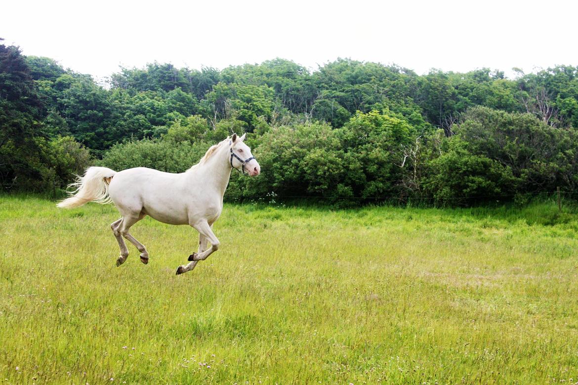 Palomino Brogaards Blue Blizzard billede 15