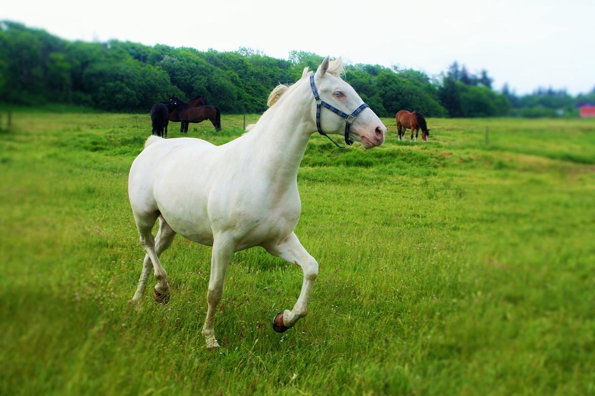 Palomino Brogaards Blue Blizzard billede 16