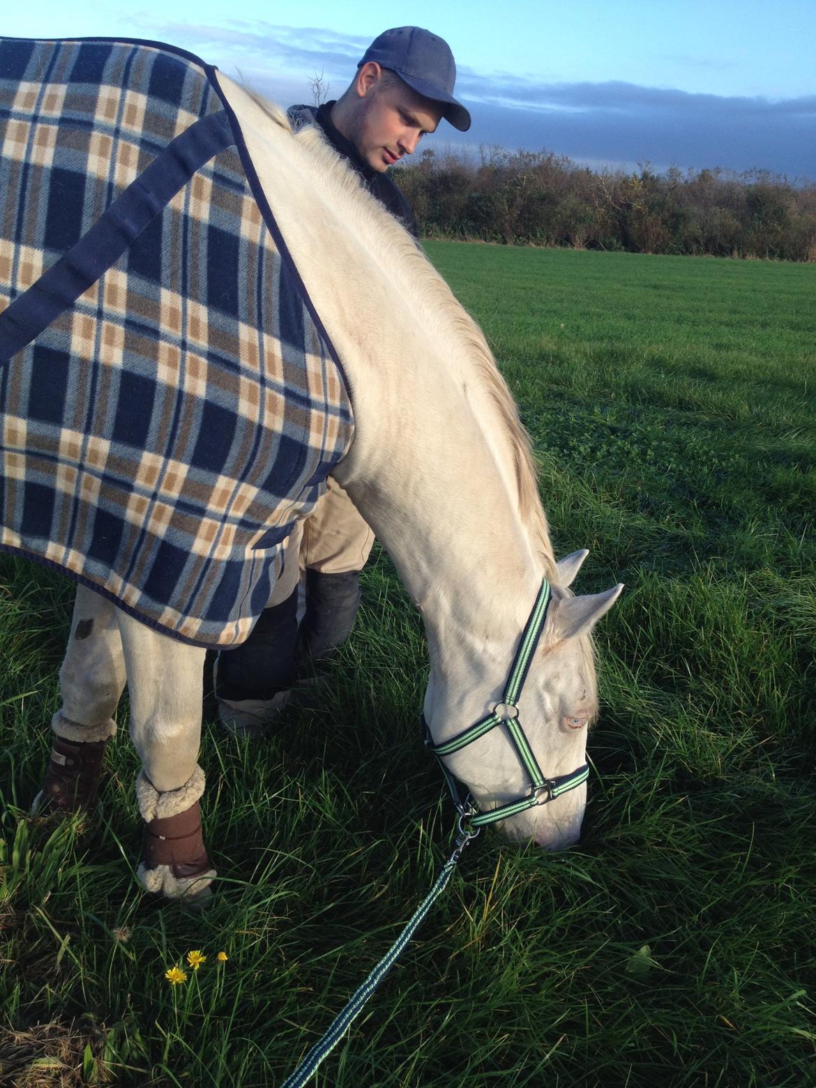 Palomino Brogaards Blue Blizzard billede 10