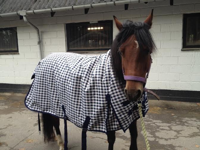 Welsh Pony af Cob-type (sec C) Gribsvads Rhapsodi billede 15