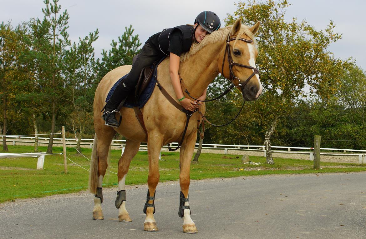 Palomino Tarzan billede 1