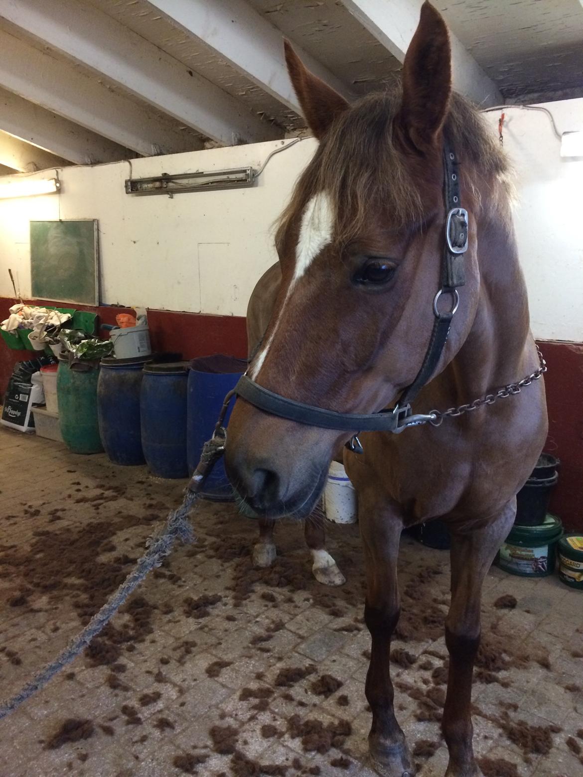 Anden særlig race Anoushka R.I.P. Min skønne tøs! billede 11