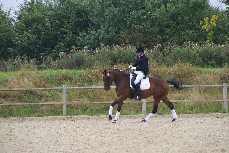 Dansk Varmblod Tjørnelunds Little Dream Time RDS billede 2