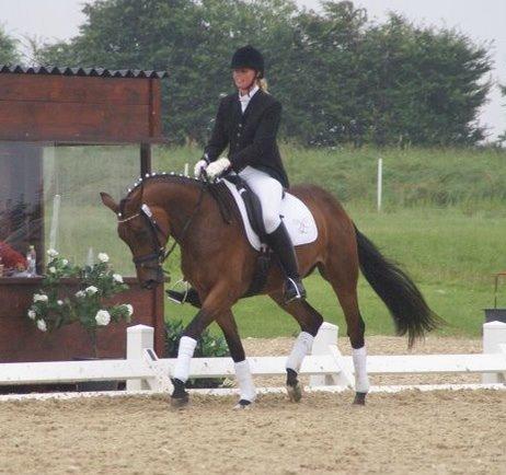 Dansk Varmblod Tjørnelunds Little Dream Time RDS billede 3