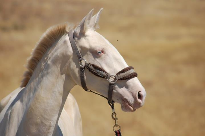 Lusitano Eterea - Eterea (isabel/cremello/Perlino farvet) - ung billede 6