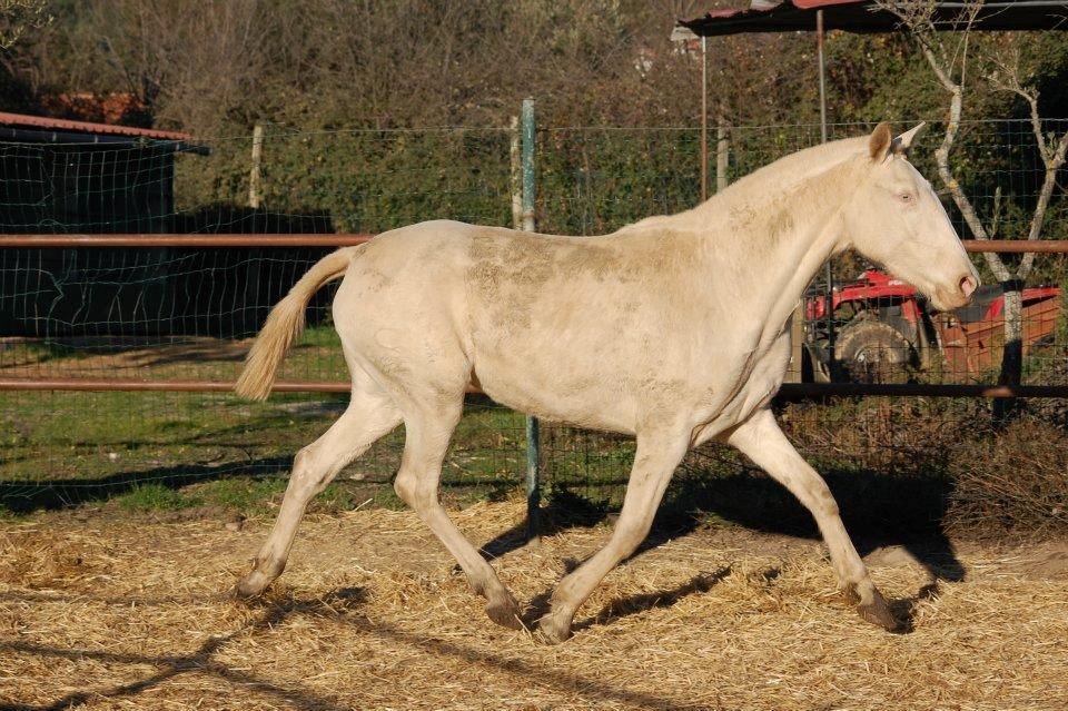 Lusitano Eterea - Eterea (isabel/cremello/Perlino farvet) - meget ung billede 7