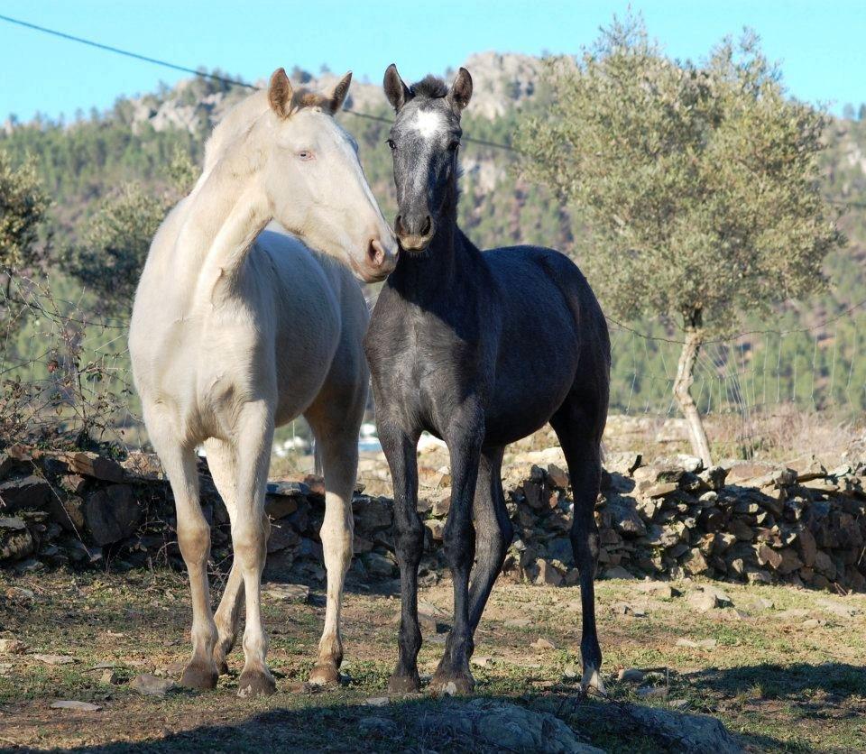 Lusitano Eterea - Sammen med sin veninde Gema billede 9