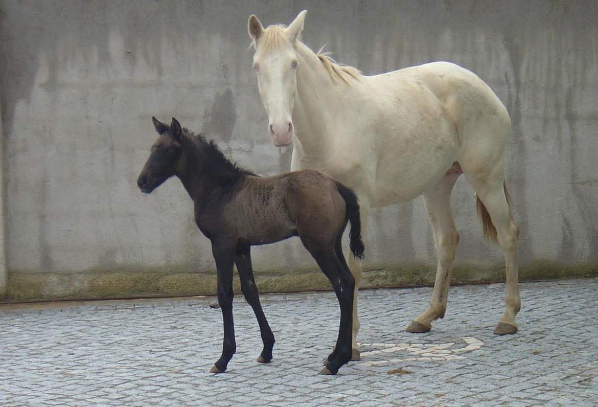 Lusitano Eterea - Eterea med sit hingsteføl fra 2013 - Idolo (mørk baia/smokey black farvet) billede 10