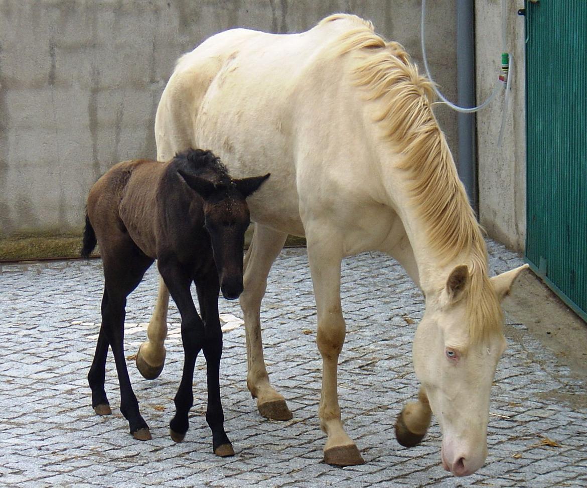 Lusitano Eterea - Eterea med sit hingsteføl fra 2013 - Idolo (mørk baia/smokey black farvet) billede 11