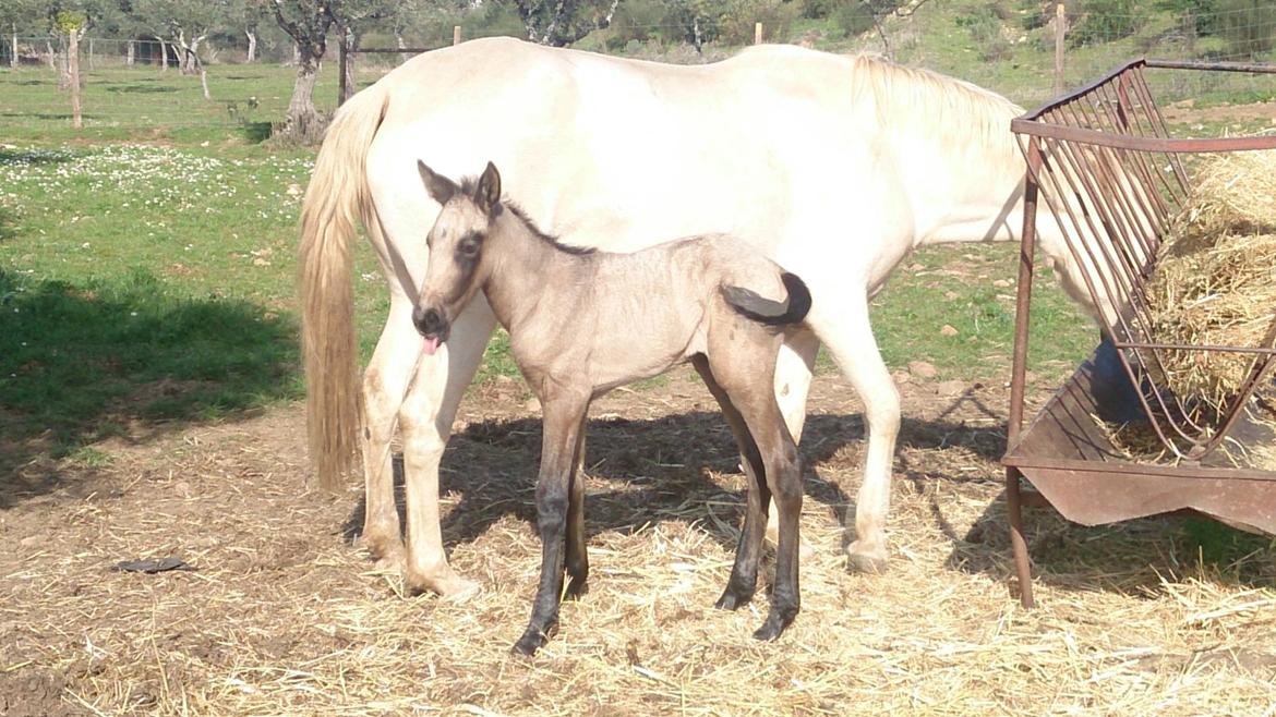 Lusitano Eterea - Eterea med sit hoppeføl fra 2014 - Jade (baia farvet) billede 12