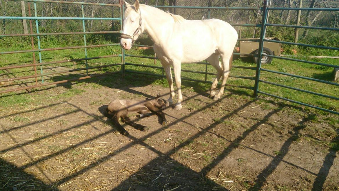 Lusitano Eterea - Eterea med sit hoppeføl fra 2014 - Jade (baia farvet) billede 13