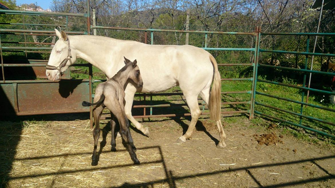 Lusitano Eterea - Eterea med sit hoppeføl fra 2014 - Jade (baia farvet) billede 15