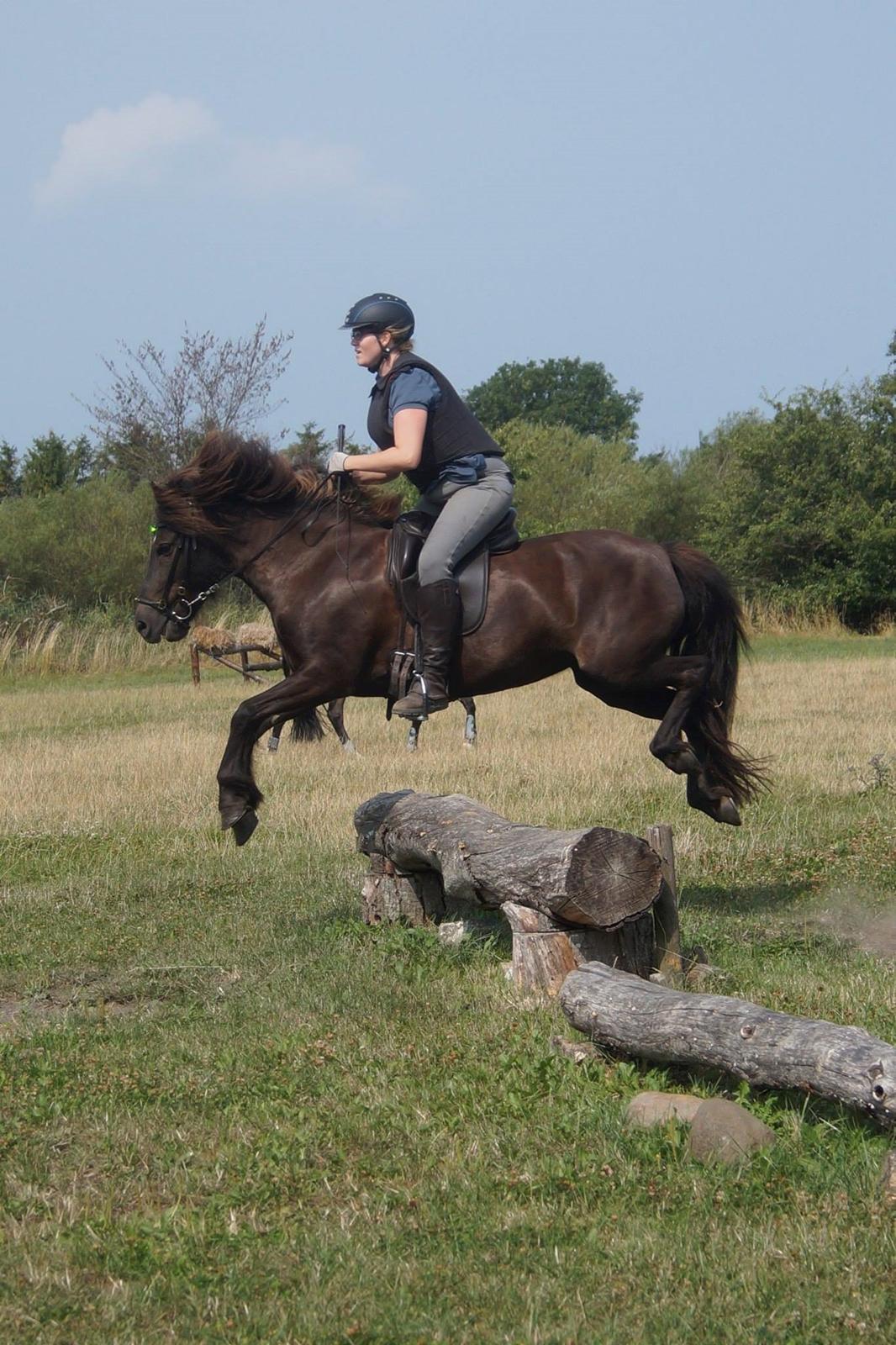 Islænder Hrafnstjarna fra Trehuse billede 13