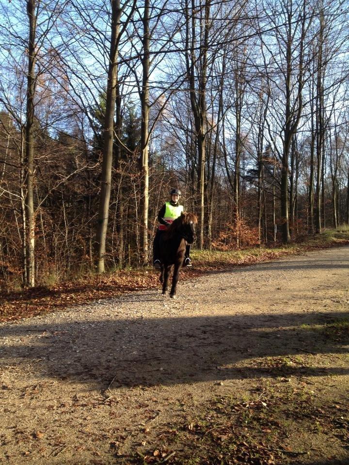 Islænder Hrafnstjarna fra Trehuse billede 16