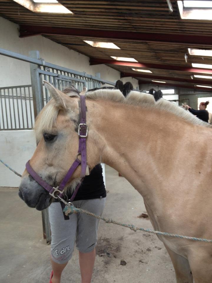 Fjordhest Bina (Lånt) billede 1