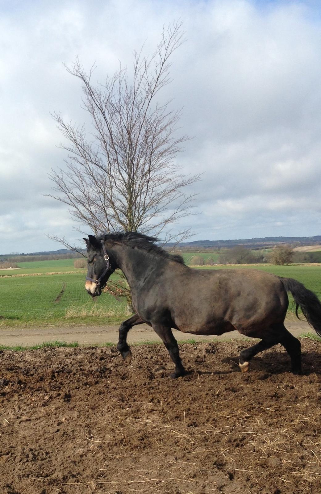 Anden særlig race Margrethenborgs Zamire <3 mit et og alt<3 billede 18