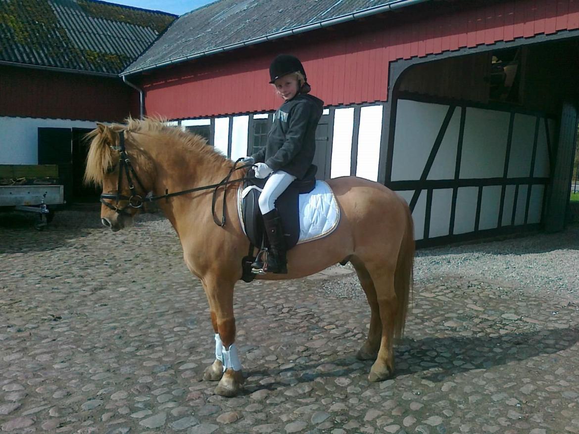 Anden særlig race Frederik billede 1