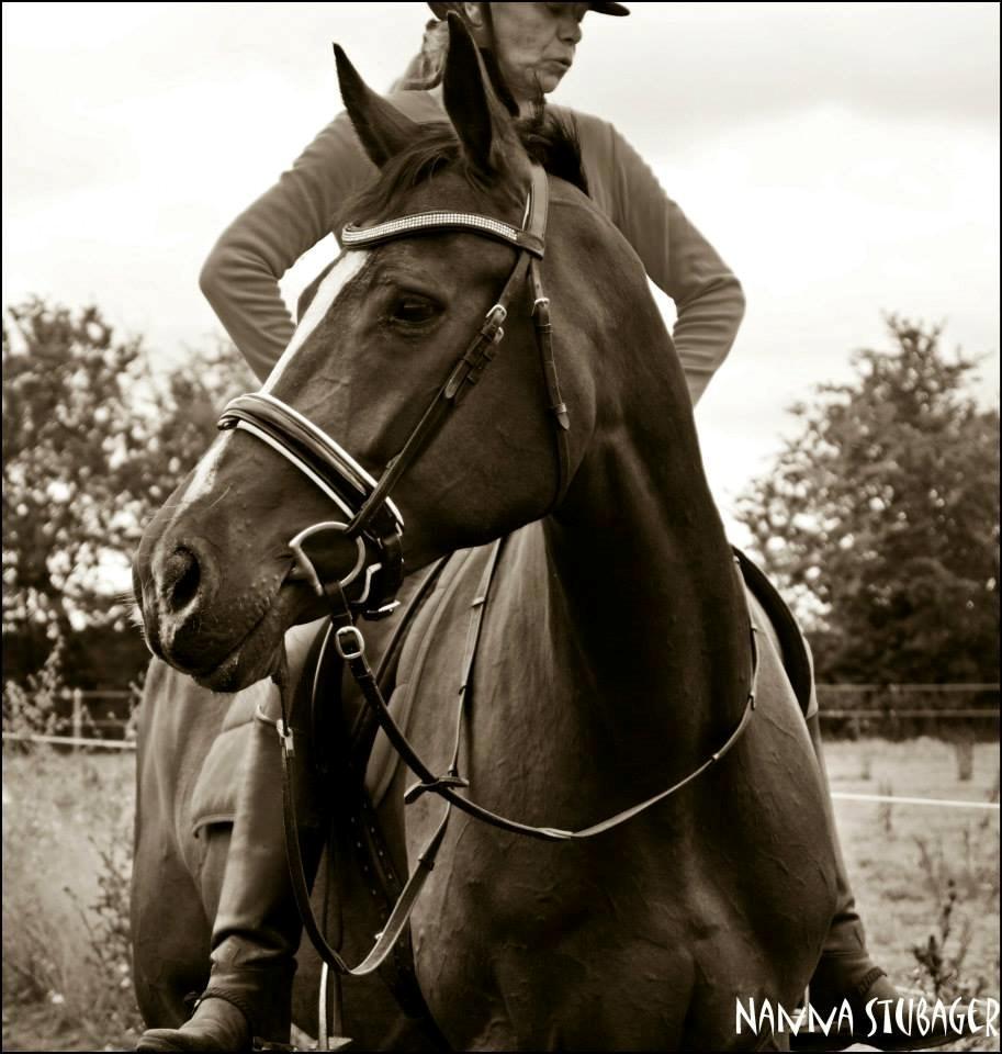 Dansk Varmblod Next To Everything billede 22