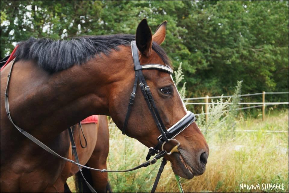 Dansk Varmblod Next To Everything billede 23