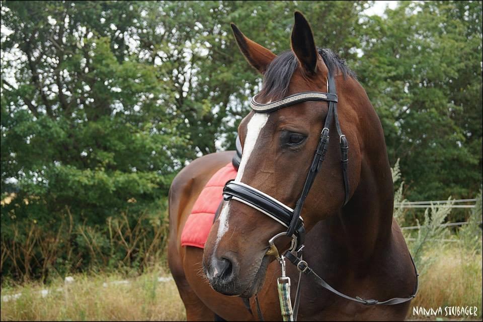 Dansk Varmblod Next To Everything billede 24