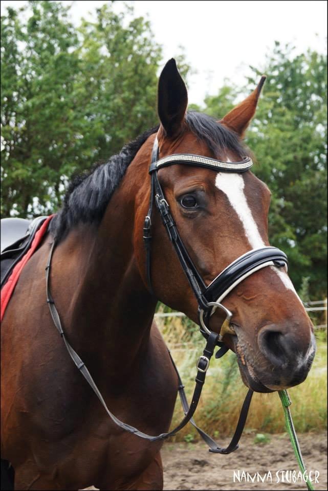 Dansk Varmblod Next To Everything billede 25