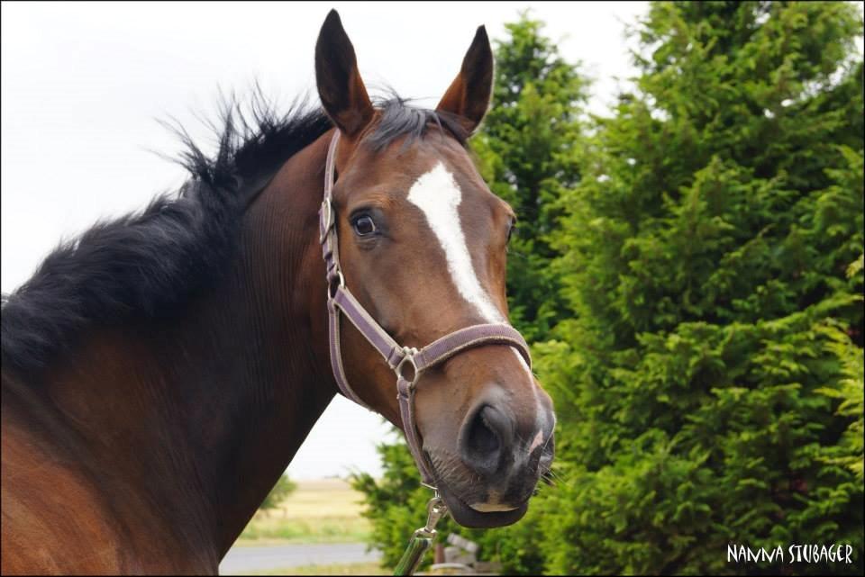 Dansk Varmblod Next To Everything billede 26