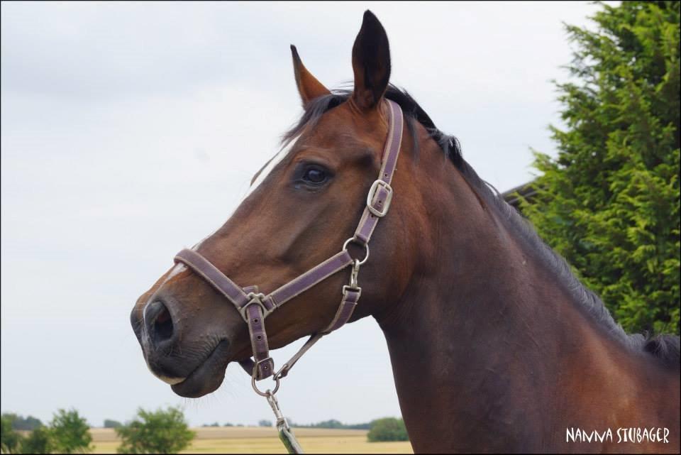 Dansk Varmblod Next To Everything billede 27