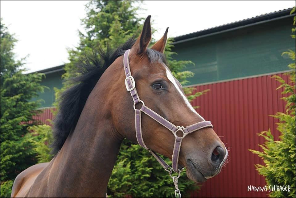 Dansk Varmblod Next To Everything billede 28