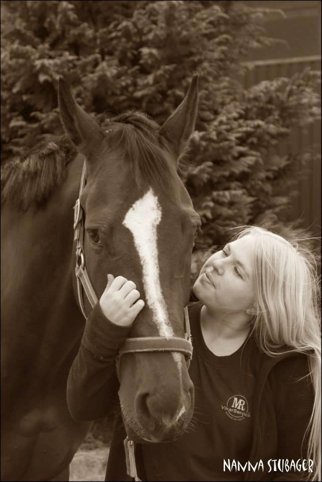 Dansk Varmblod Next To Everything billede 29