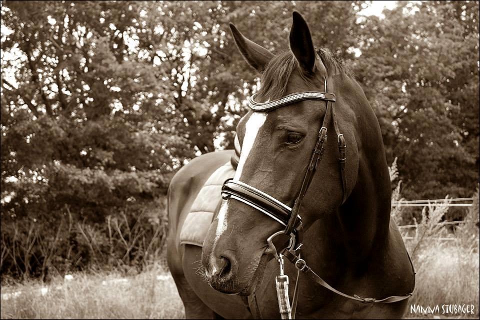 Dansk Varmblod Next To Everything billede 1