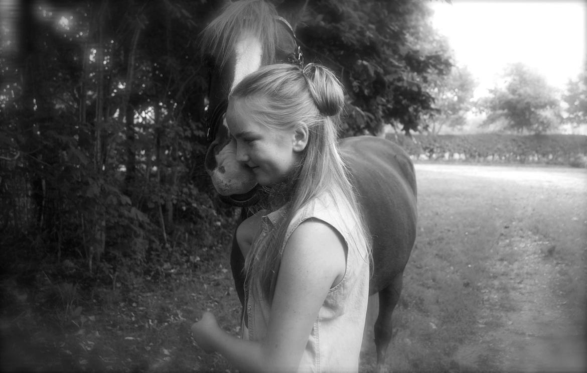 Welsh Cob (sec D) Star billede 10