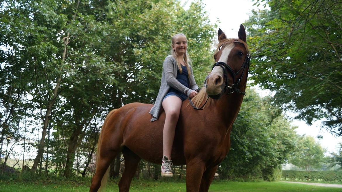Welsh Cob (sec D) Star billede 11