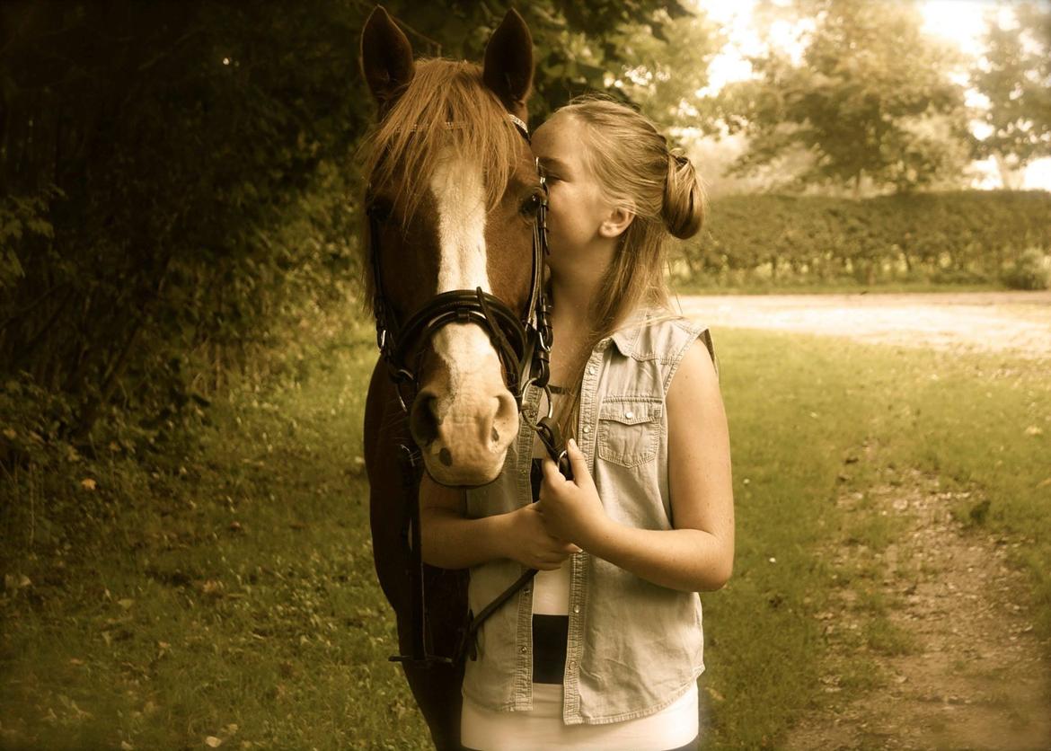Welsh Cob (sec D) Star billede 12