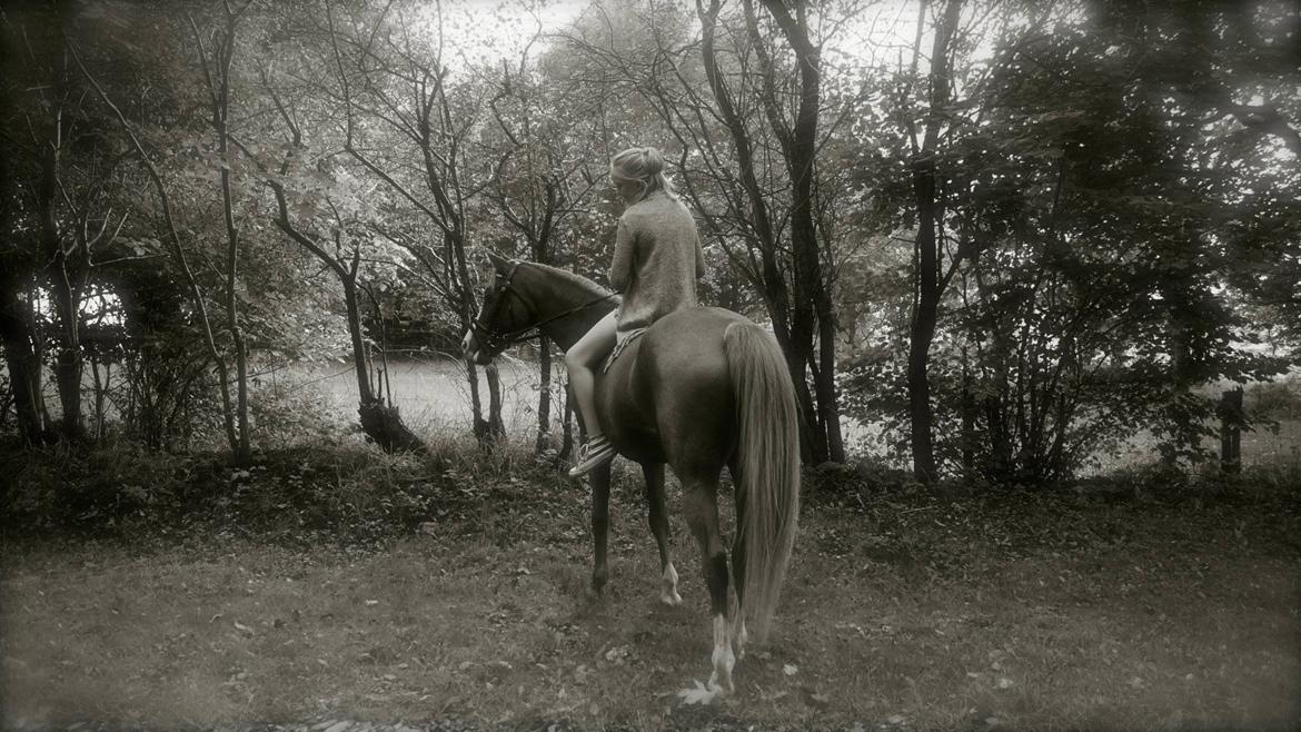 Welsh Cob (sec D) Star billede 14