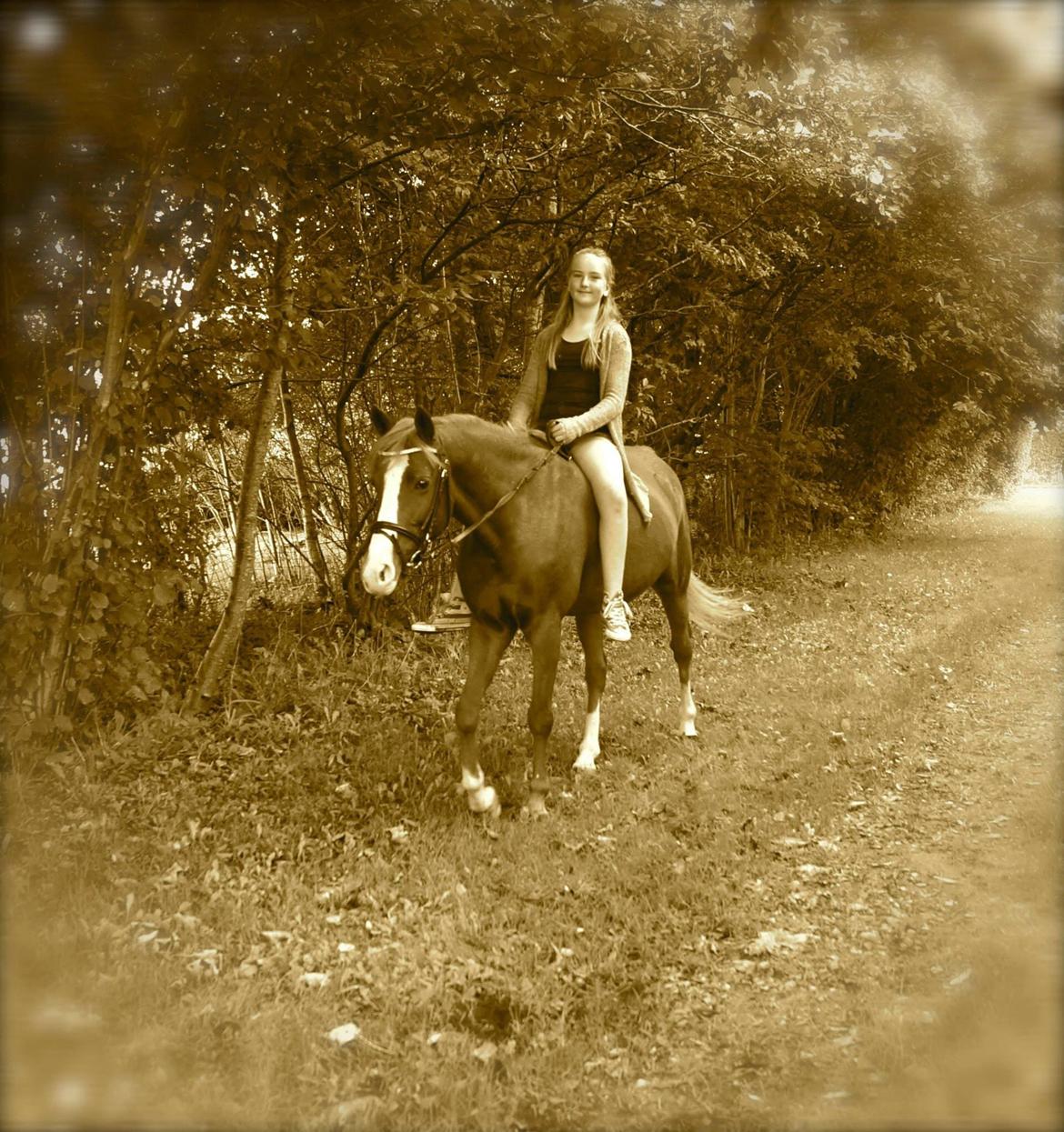 Welsh Cob (sec D) Star billede 15