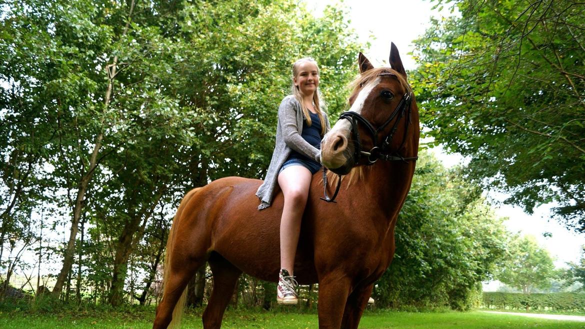 Welsh Cob (sec D) Star billede 17