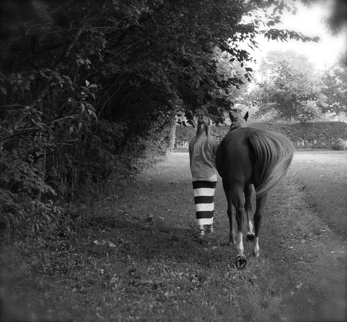 Welsh Cob (sec D) Star billede 18