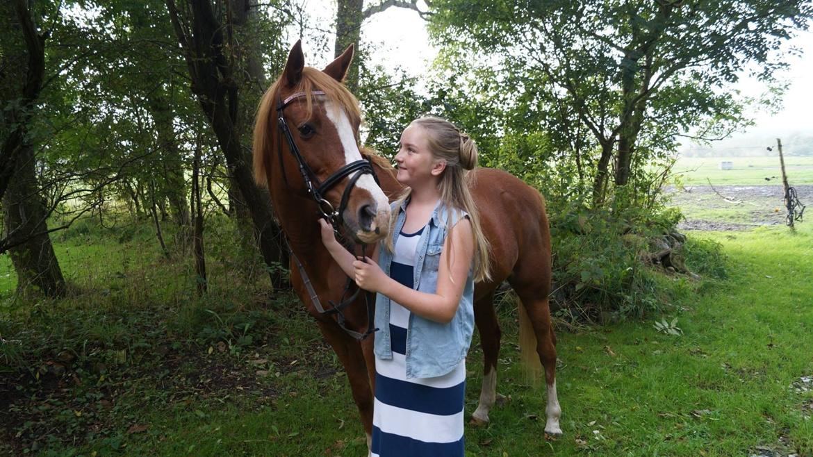 Welsh Cob (sec D) Star billede 19