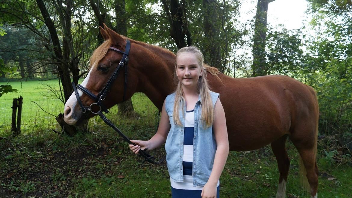 Welsh Cob (sec D) Star billede 21