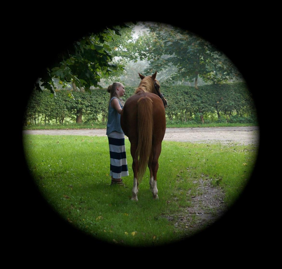 Welsh Cob (sec D) Star billede 22