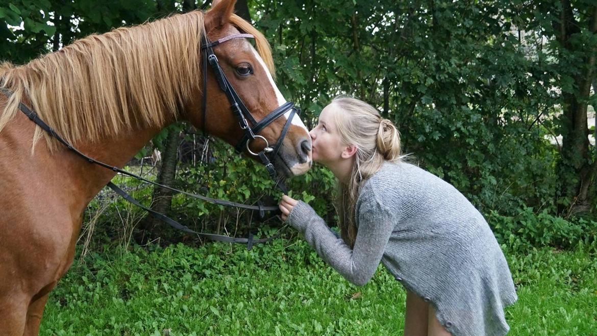 Welsh Cob (sec D) Star billede 24