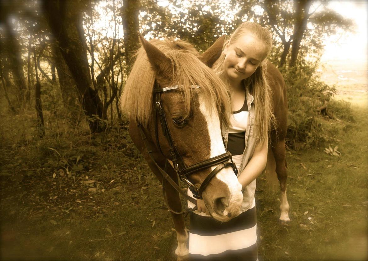 Welsh Cob (sec D) Star billede 25