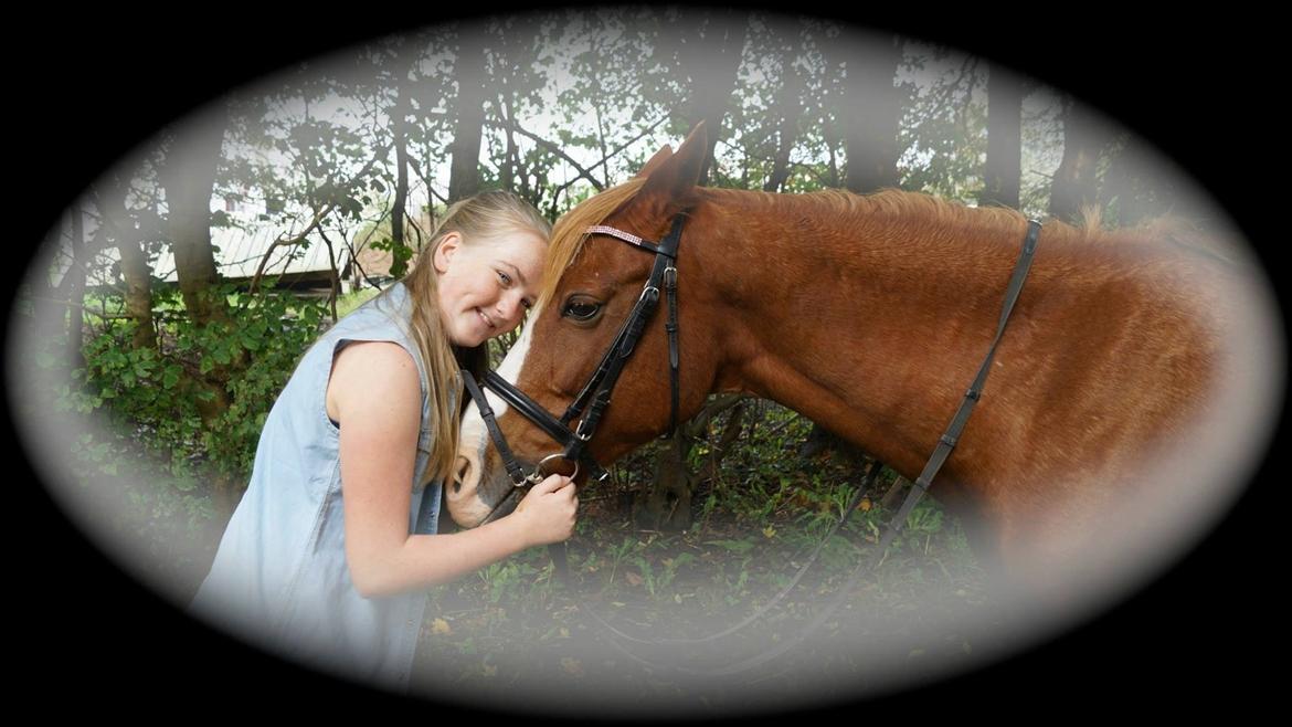 Welsh Cob (sec D) Star billede 28