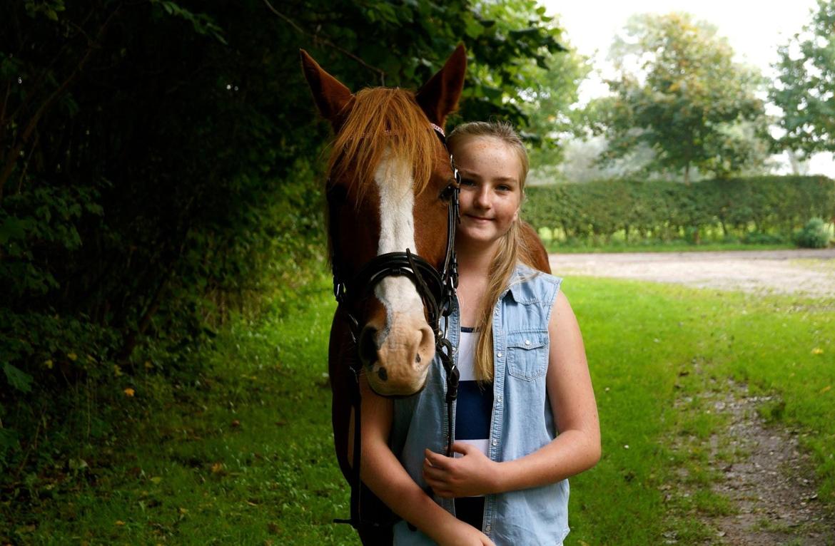 Welsh Cob (sec D) Star billede 29