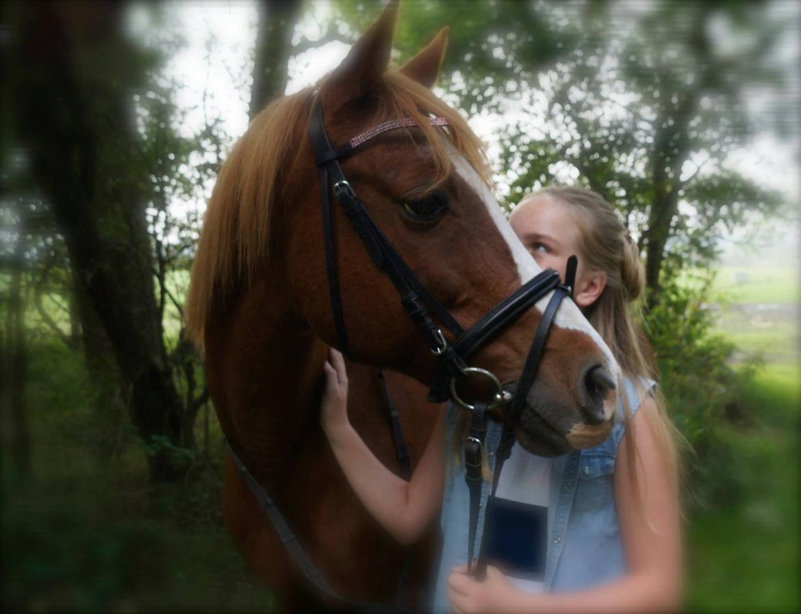 Welsh Cob (sec D) Star billede 31