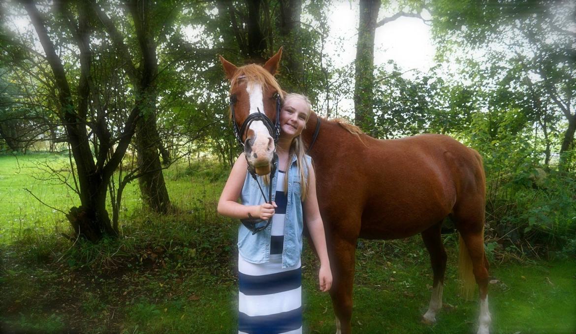 Welsh Cob (sec D) Star billede 35