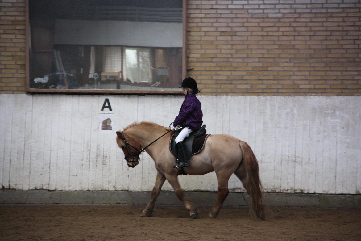 Anden særlig race Frederik billede 2