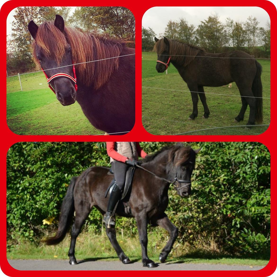 Islænder Gletta fra Puglund  billede 2