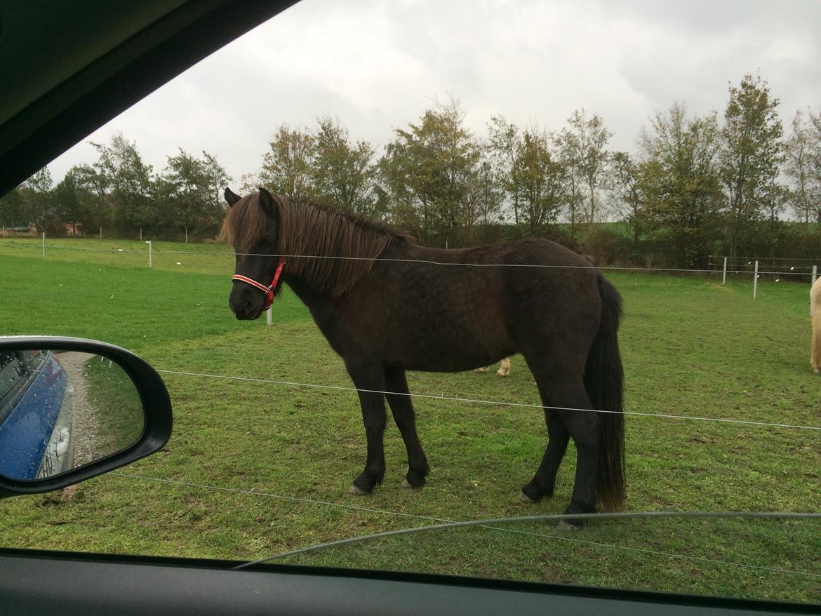 Islænder Gletta fra Puglund  billede 4