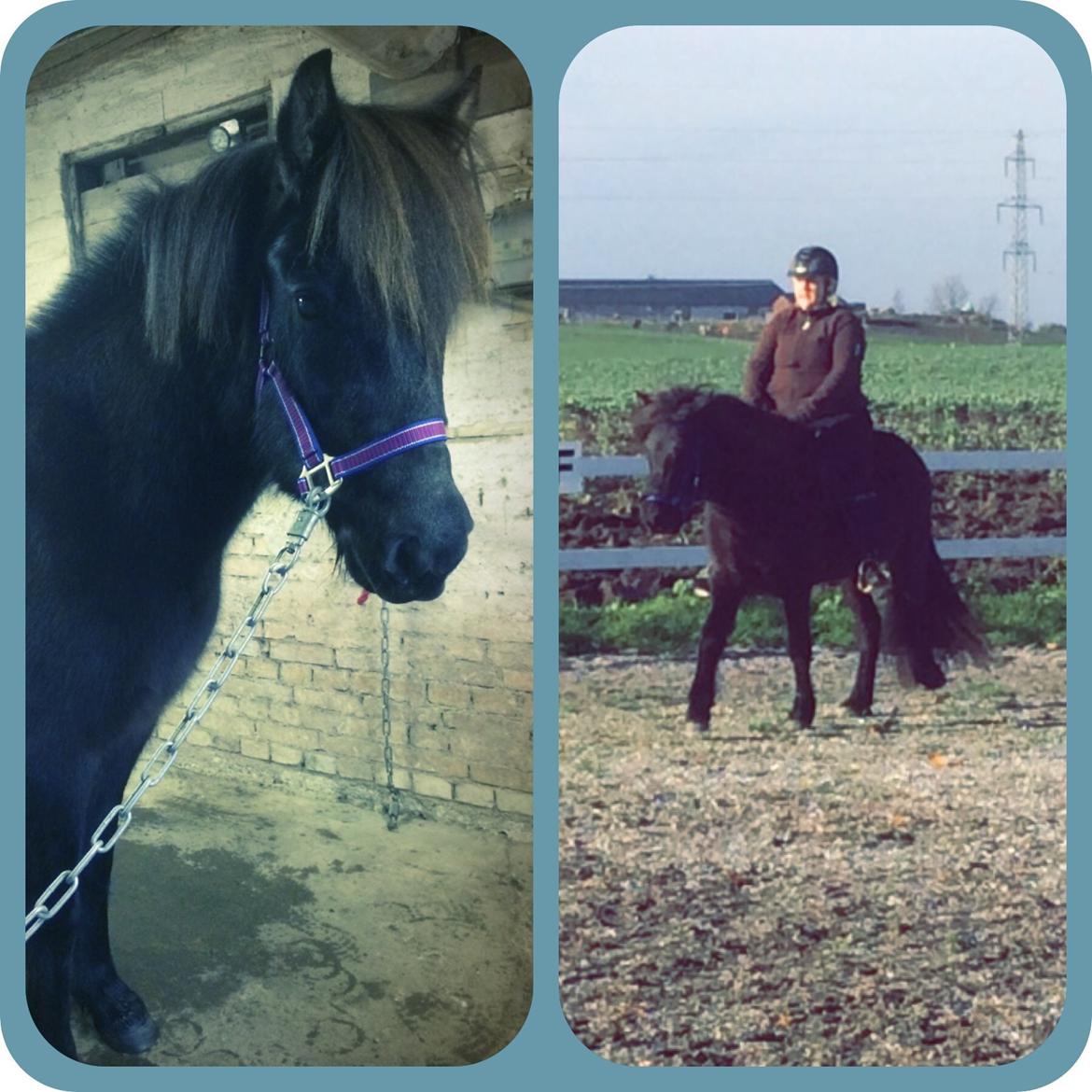 Islænder Gletta fra Puglund  billede 5